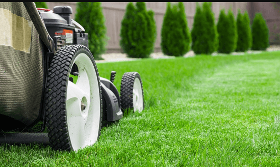 Lawn Care in Mississauga: Expert Tips for Healthy, Low-Maintenance Lawns