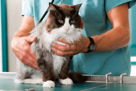 Managing Feline CKD in 2026: The Role of Phosphate Binders and AIM Protein Research