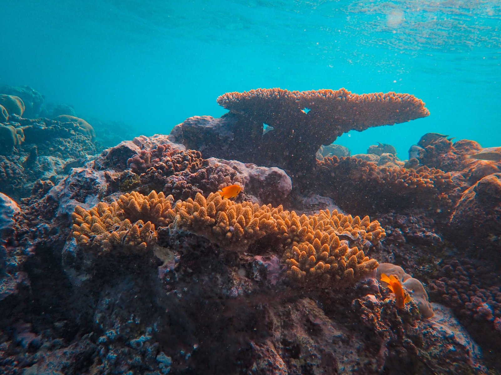 The Most Beautiful Coral Reefs in the Northern Hemisphere