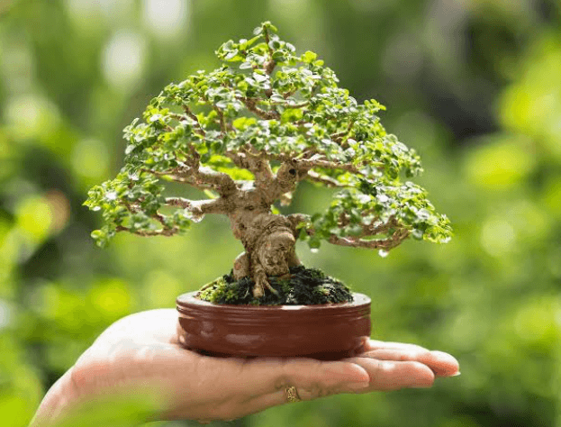 Why Professional Bonsai Tree Suppliers Are Essential for High-Quality Landscape Projects