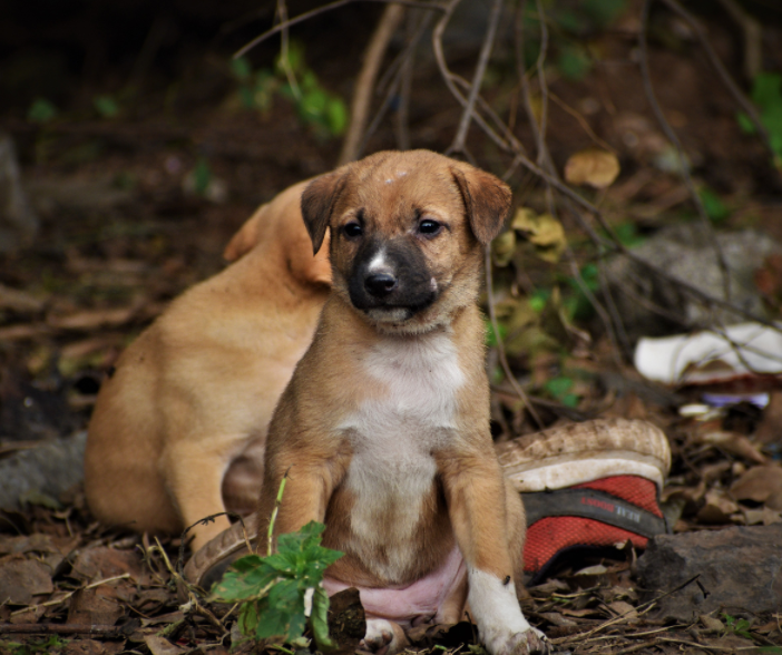 Healthcare Attributes to be Prepared for Before Adopting a Puppy